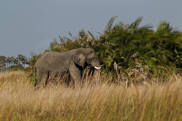 080 Okavango Delta, olifant.jpg